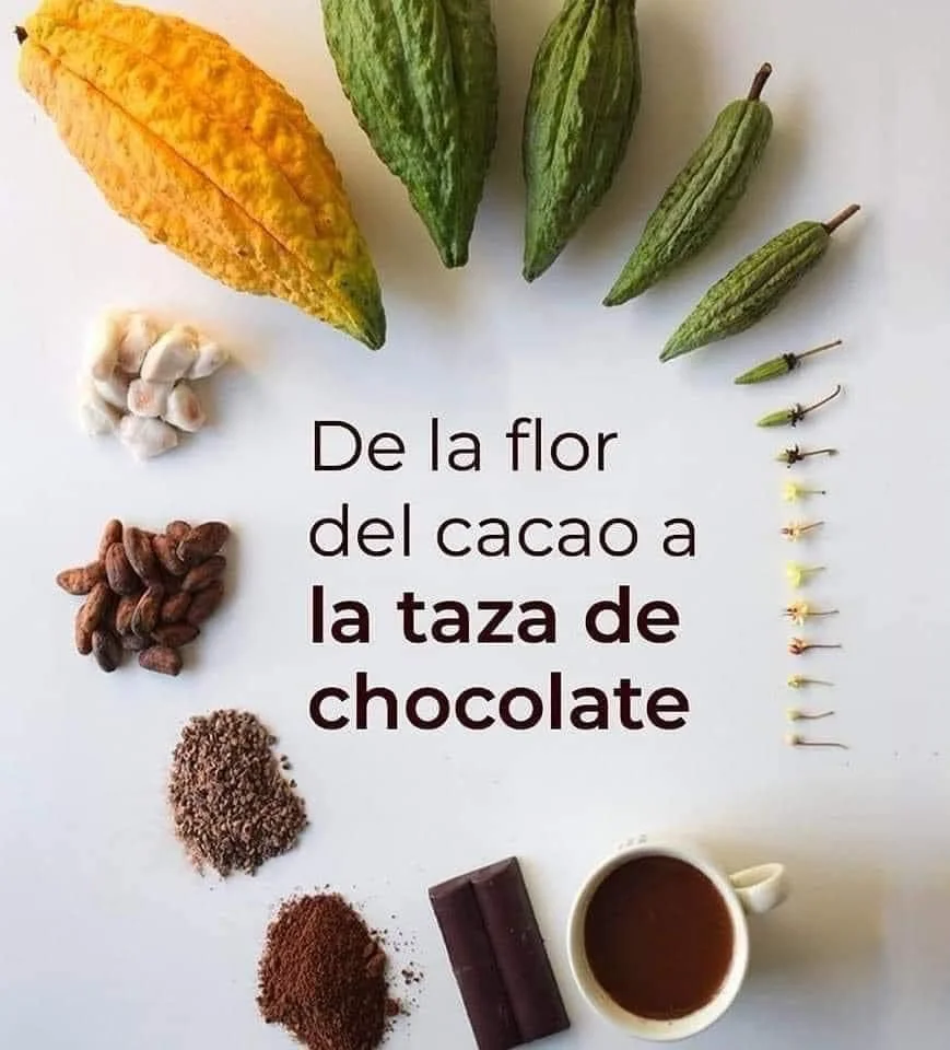 Cacao Farming