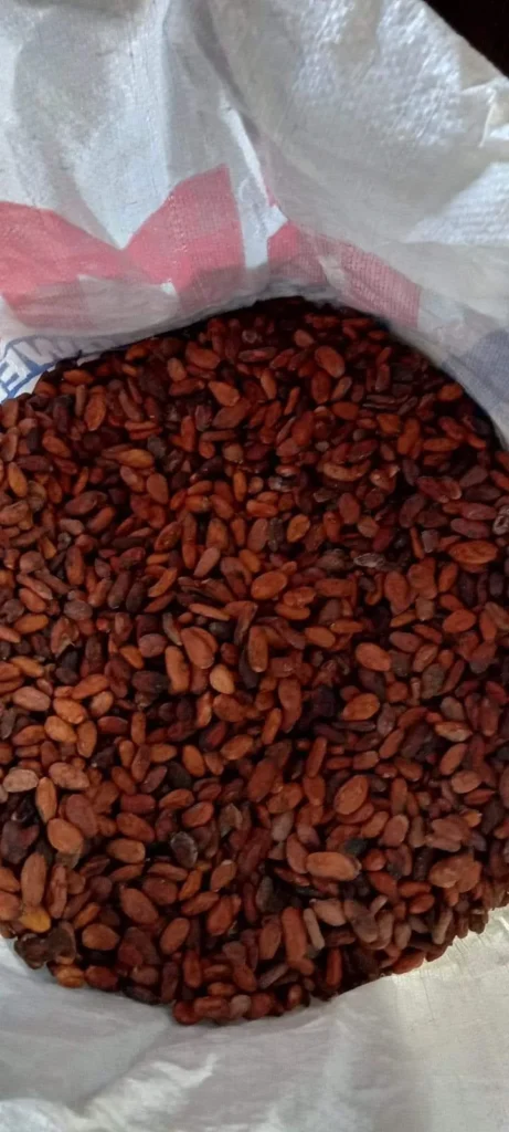 Cacao Farming