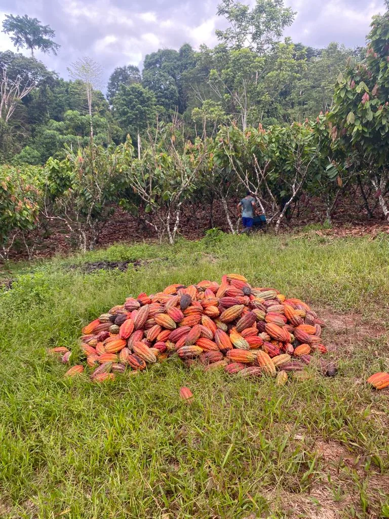 Cacao Farming