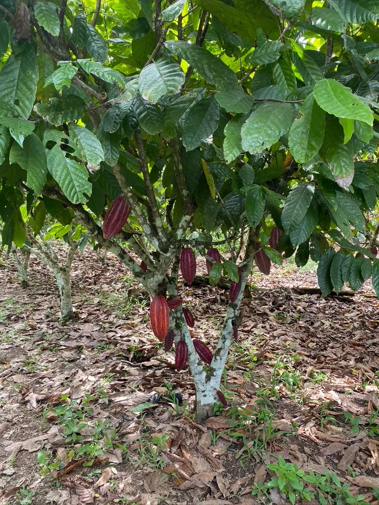 Cacao Farming