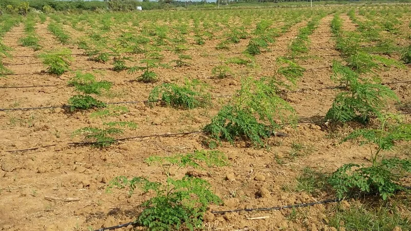 Morings Farming