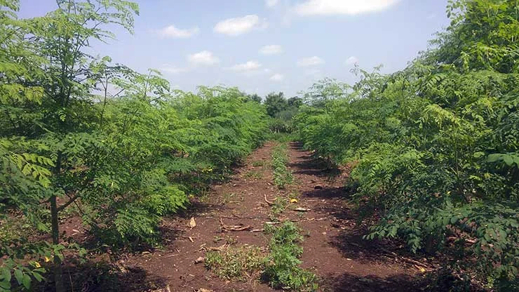 Morings Farming