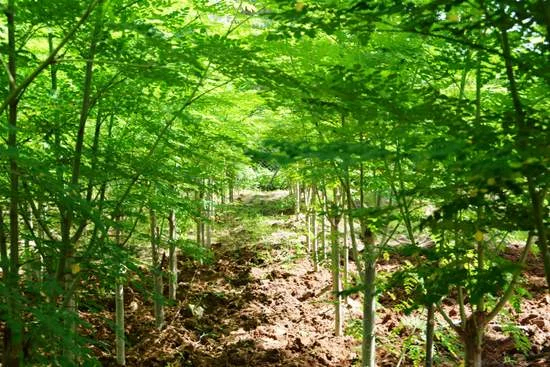 Morings Farming
