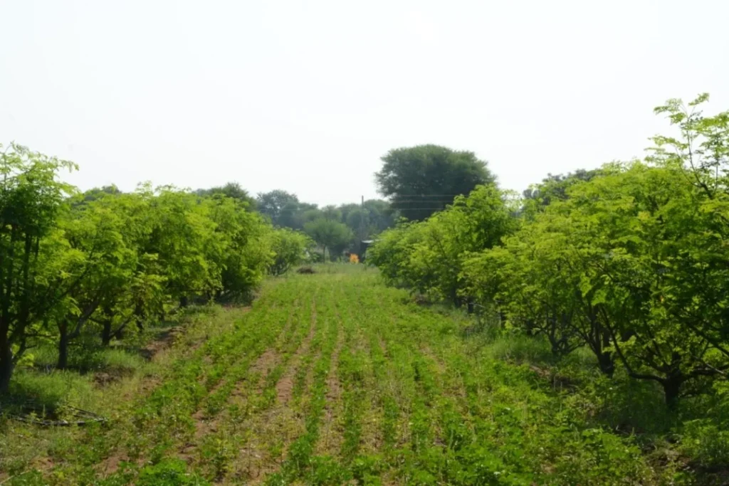 Morings Farming