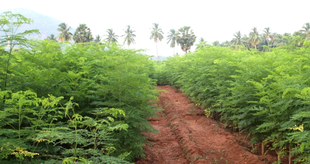 Morings Farming