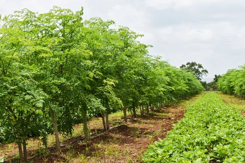 Morings Farming