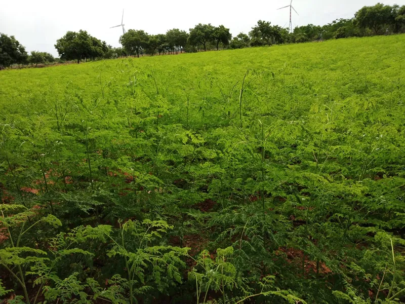 Morings Farming