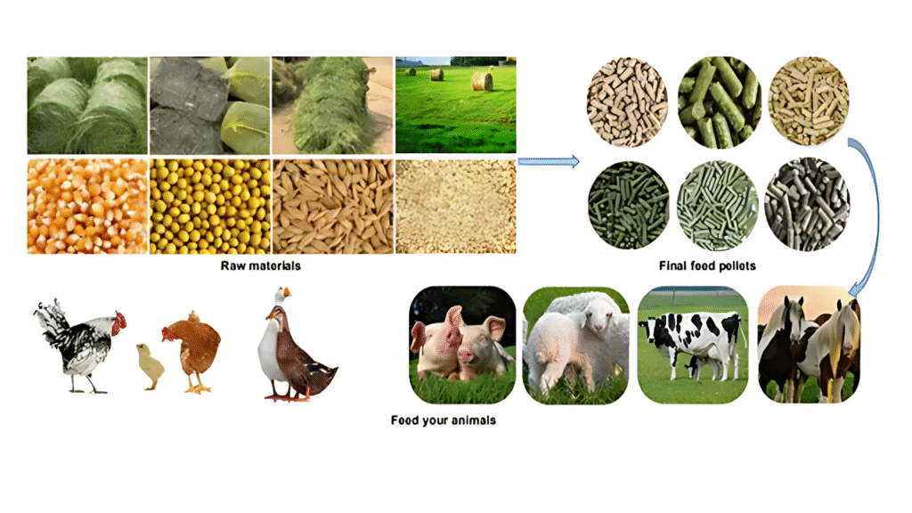 Animal Feeds all - Supera