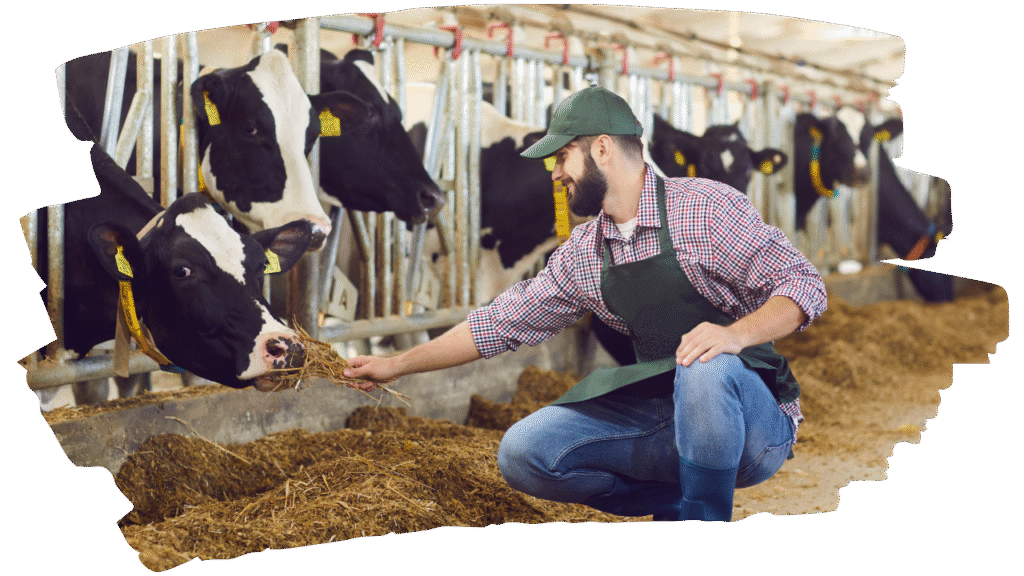 Animal feed Machinery - Cow Feeding Supera