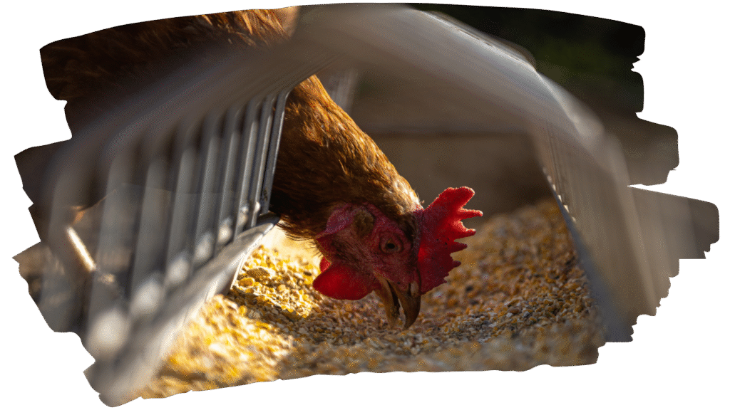 Animal feed Machinery - Chicken Feeding Supera