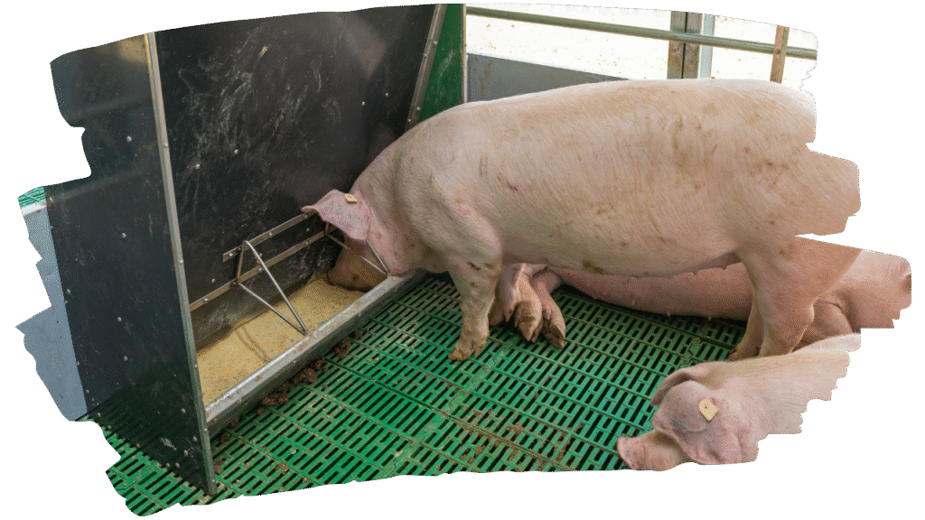 Animal feed Machinery - Pig Feeding Supera